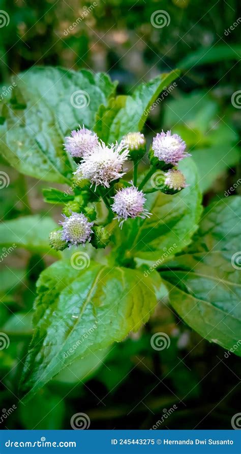 Planta De Maleza De Babadot N Ageratum Conyzoides Planta De Plantas