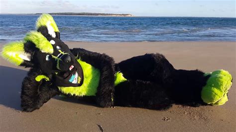 Wolf Relaxing On A Beach Youtube