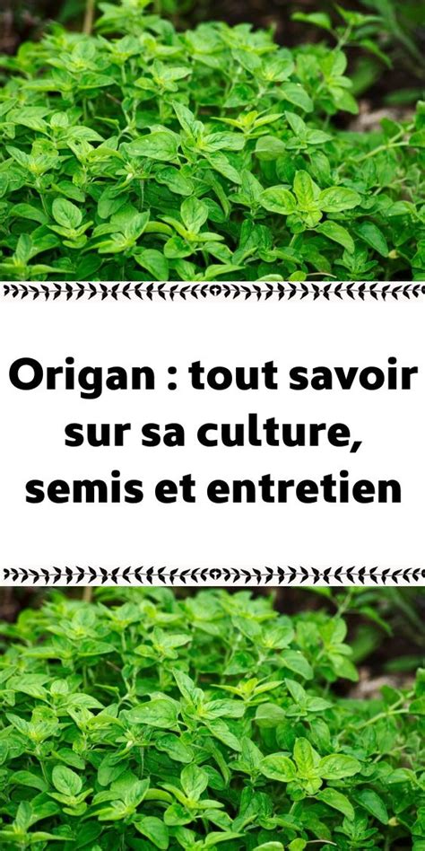 Origan Tout Savoir Sur Sa Culture Semis Et Entretien Semis Origan