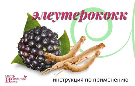 Элеутерококк. Полезные свойства. Применение. Инструкция