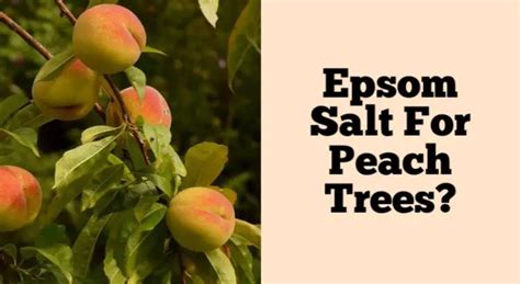 Epsom Salt For Peach Trees