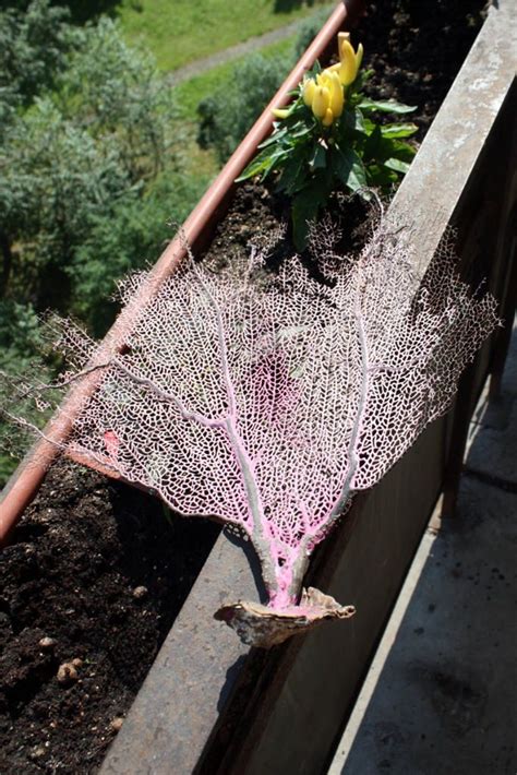 Ветка коралла ★ Советский человек на Кубе