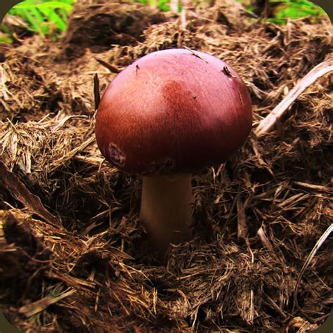 Braunkappe züchten Dübel Pilzbrut im Garten anbauen Anleitung