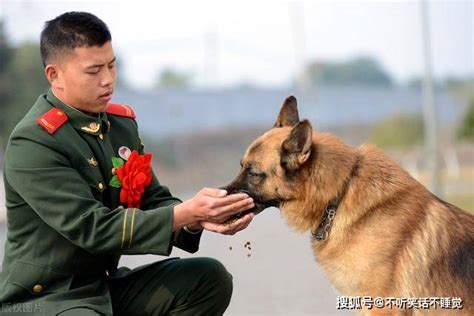 中华田园犬为什么不能成为警犬，难道是因为它太笨了吗？ 狗狗