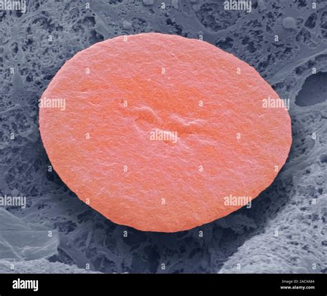 Fish Red Blood Cell Coloured Scanning Electron Micrograph Sem Red