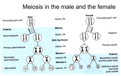 Pre Comp Early Embryology Flashcards Quizlet