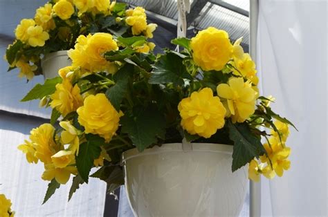 Бегония висяща цъфти нон стоп и формира грудка - Begonia yellow joy | М ...