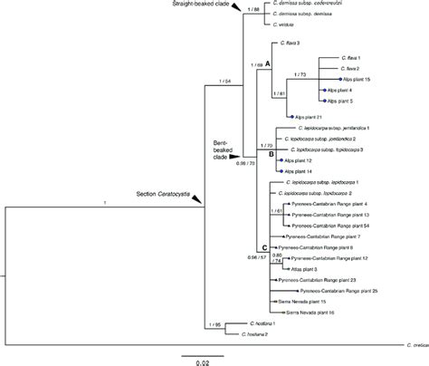 Fifty Percent Majority Rule Consensus Tree Obtained From The Bayesian