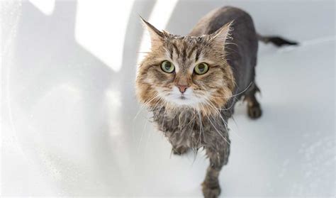 Por Qu Los Gatos Odian Tanto El Agua Peludos