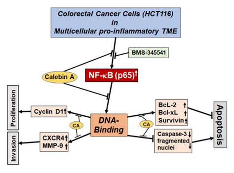 Biomedicines Free Full Text Targeting Nf κb Signaling By Calebin A A Compound Of Turmeric