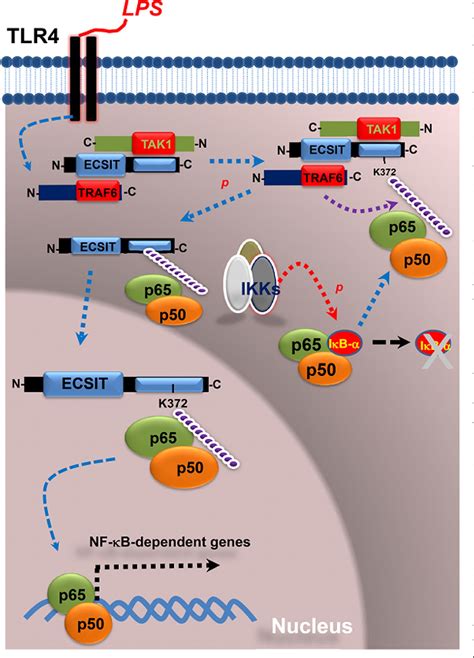 Figure 8 From Ubiquitination Of Ecsit Is Crucial For The Activation Of P65 P50 Nf κbs In Toll