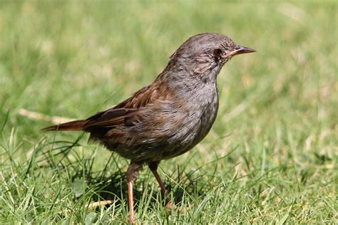 Dunnock