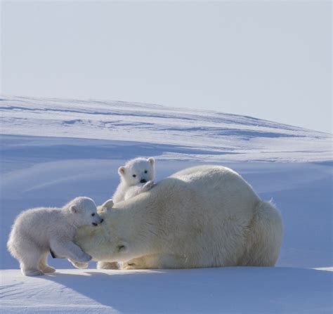 How Can Technology Revolutionize Polar Bear Conservation? - Polar Bears