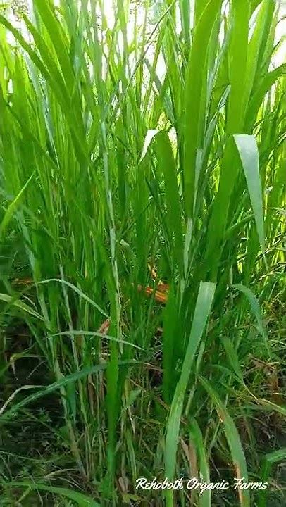 Super Napier Grass 45 Days After Harvesting Super Napier Stems For Sale In Tamil Nadu