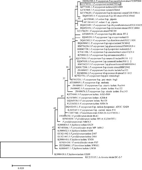 Phylogenetic Analysis Of Isolated Fusarium Oxysporum With Selected