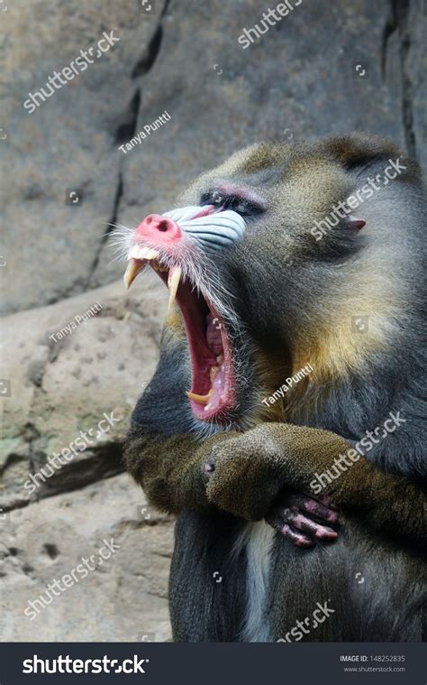 Mandrill With Mouth Open Showing Sharp Teeth Stock Photo 148252835 ...