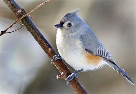 Michigan Winter Birds Tufted Titmouse Calhoun County Mi Robert Pierce Flickr