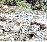 Another snow leopard habitat discovered in India