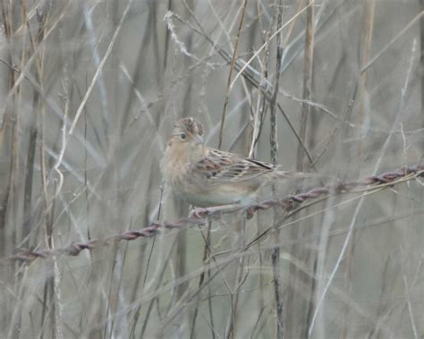 Grasshopper Sparrow Peterschneekloth Flickr