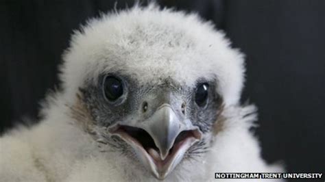 Three Peregrine Falcon Chicks Tagged In Nottingham Bbc News