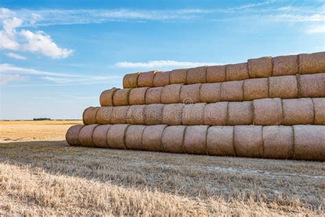 Huge Straw Pile Of Hay Roll Bales On Among Harvested Field Cattle