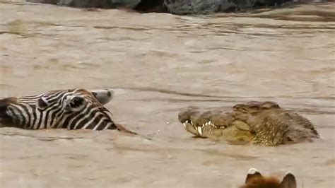 Crocodiles Hunting Dozens Of Zebras Crossing River Masaimara 6 July