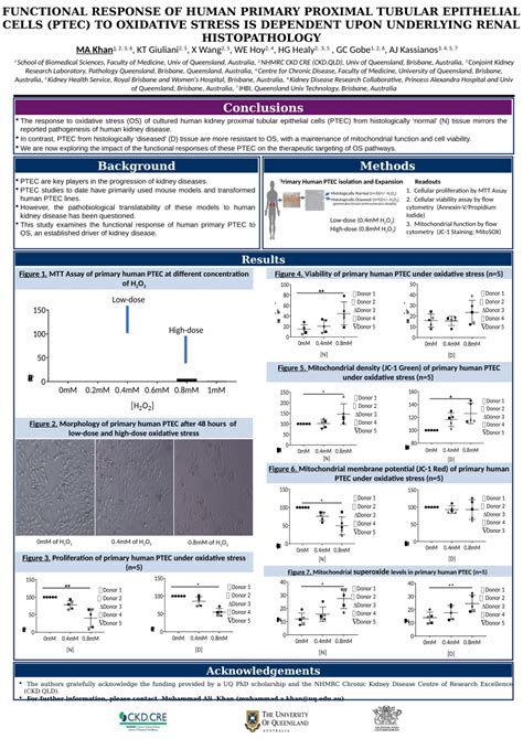 Pdf Functional Response Of Human Primary Proximal Tubular Epithelial