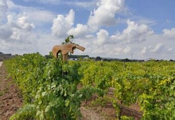 10 best wine tours & tastings in Puglia 2023 | Winetourism.com