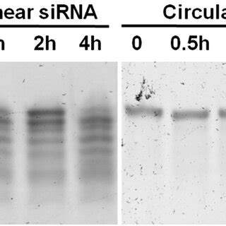 Serum stability of the caged circular siRNA (SL/c-AL) and control ... 