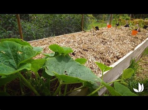 Évolution des lasagnes cadres en bois Permaculture Année 1