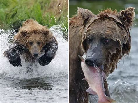 Urso Europeu Caracter Sticas Peso Tamanho Onde Vive E Fotos Mundo