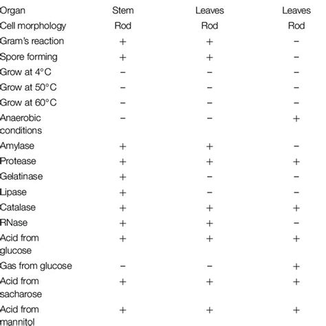 Biochemical And Morphological Characterization Of Bacterial Isolates