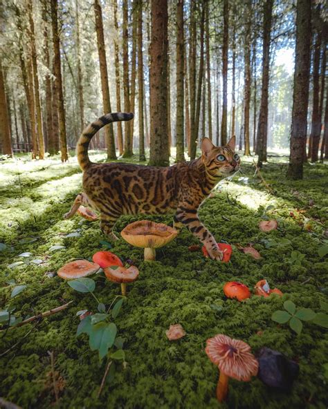 Suki Cat On Instagram Every Adventure Requires A First Step