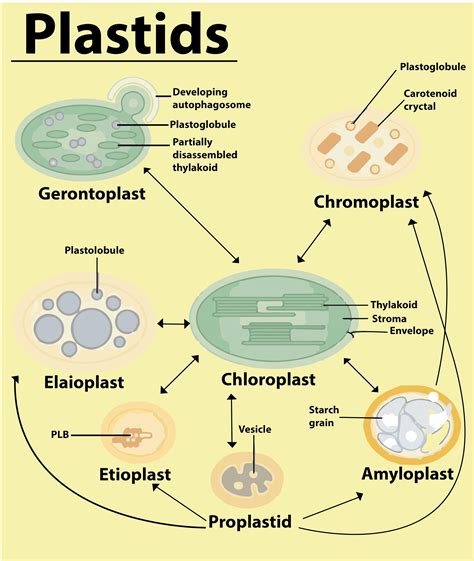 Plant Cell Diagram Plastids Plant Cell Diagram Tims Printables | Porn ...