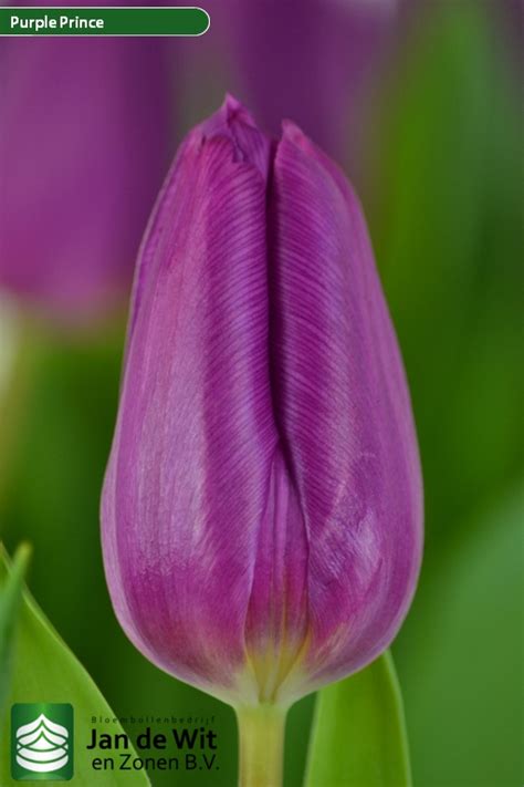 Purple Prince Tulip Jan De Wit En Zonen Bv