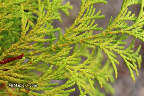 Chamaecyparis Obtusa Kerdalo Dwarf Hinoki Cypress — Mr Maple │ Buy