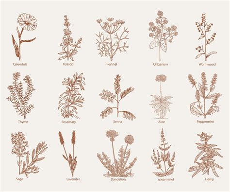 Handbook Of 200 Medicinal Plants A Comprehensive 6