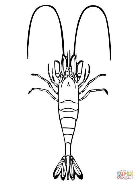 Common Shrimp Coloring Page Free Printable Coloring Pages Coloring Home