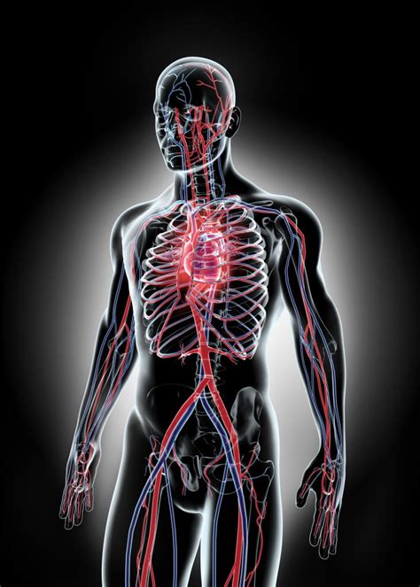 Vasculares O Que É - O que fazem os cirurgiões vasculares? - Portal Cirurgia Vascular