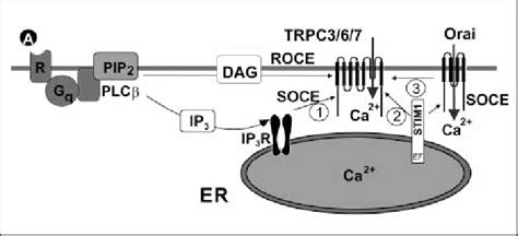 Proposed Regulatory Mechanisms Of TRPC3 6 7 Channel Activity After