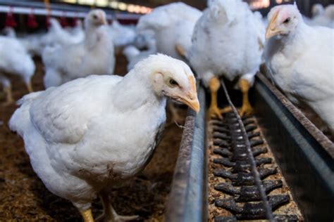 Preços da carne de frango sobem em novembro seguindo valorização de