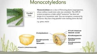 Plants & its classification | PPT