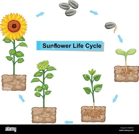 Diagram Showing Life Cycle Of Sunflower Illustration Stock Vector Image