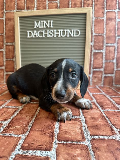 Love At First Sight | Pet Center | Hattiesburg, MS