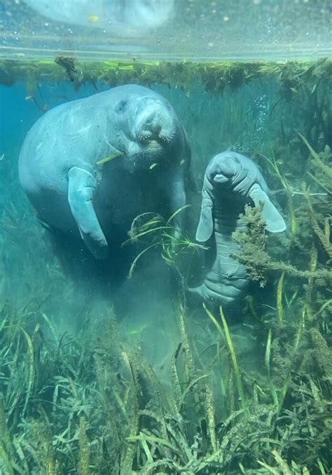 Manatee With Newborn Calf At Silver Springs State Park Ocala News