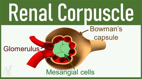 02 Nephron Structure Renal Corpuscle YouTube