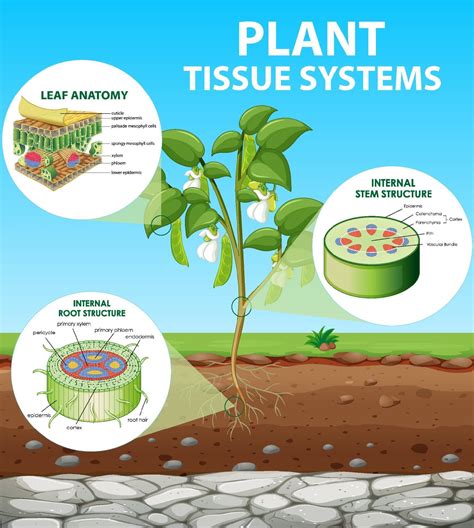 Diagram showing Plant Tissue Systems 2145698 Vector Art at Vecteezy