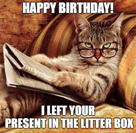 31 Funniest Cat Birthday Meme - Birthday Meme