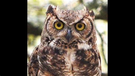 Great Horned Owl Youtube