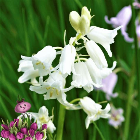 Гиацинтоидес WHITE (10 луковиц)